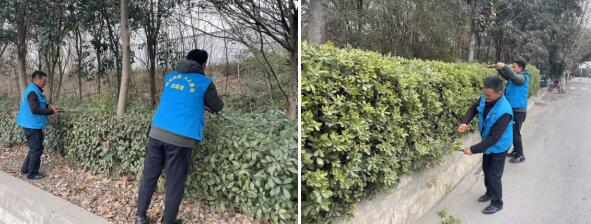 東陽社區(qū):修剪綠籬 美化環(huán)境
